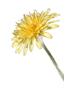 Imagen PNG para descargar